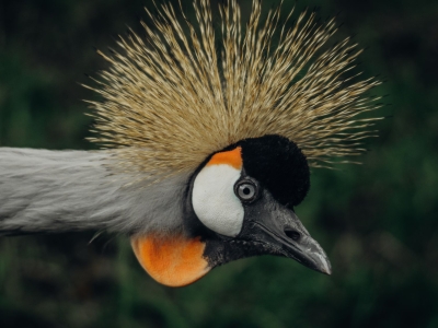 Grijze kroonkraanvogel - De Zonnegloed - Dierenpark - Dieren opvangcentrum - Sanctuary
